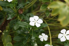 Catharanthus roseus